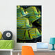 Panamic Porkfish Anisotremus Taeniatus Wall Decal