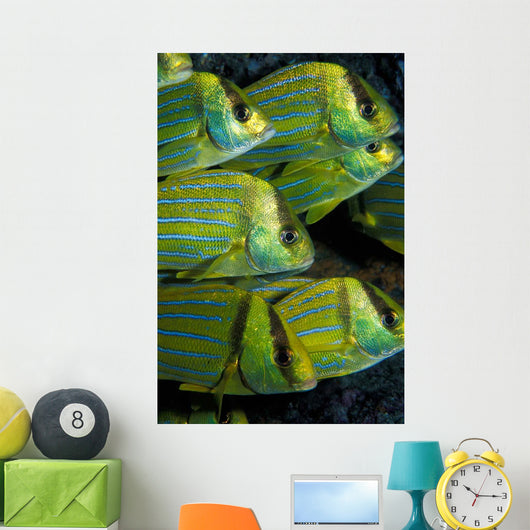 Panamic Porkfish Anisotremus Taeniatus Wall Decal