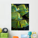 Panamic Porkfish Anisotremus Taeniatus Wall Decal