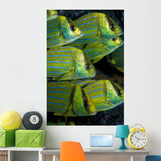 Panamic Porkfish Anisotremus Taeniatus Wall Decal