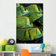 Panamic Porkfish Anisotremus Taeniatus Wall Decal