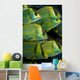 Panamic Porkfish Anisotremus Taeniatus Wall Decal
