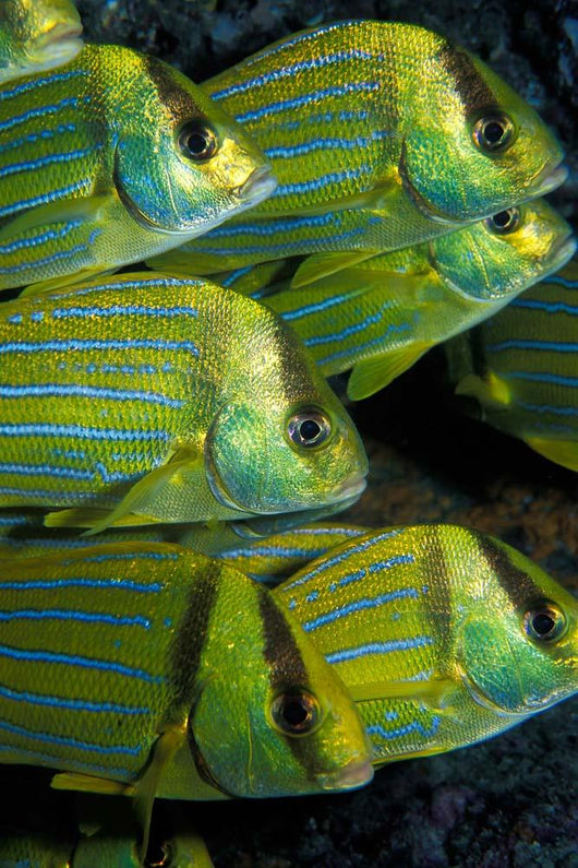 Panamic Porkfish Anisotremus Taeniatus Wall Decal