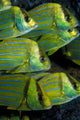 Panamic Porkfish Anisotremus Taeniatus Wall Decal