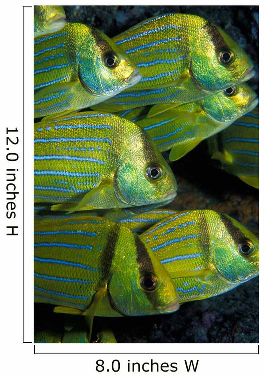 Panamic Porkfish Anisotremus Taeniatus Wall Decal