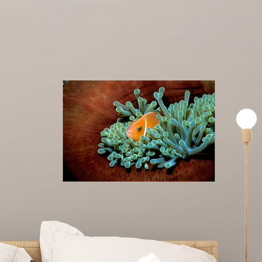 Pink Anemonefish Fiji Pacific Wall Decal
