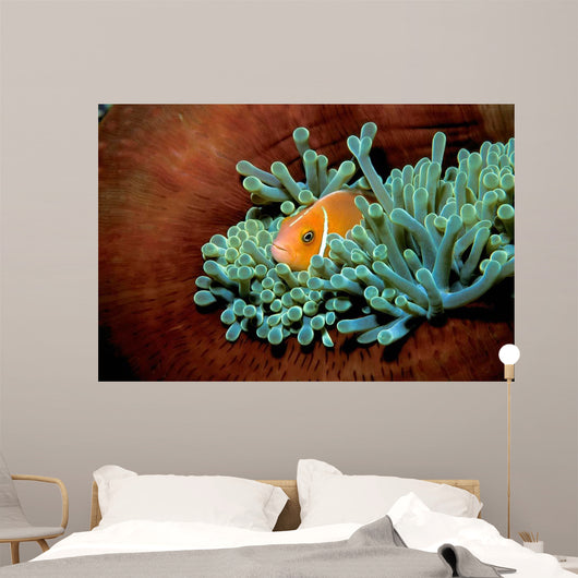 Pink Anemonefish Fiji Pacific Wall Decal