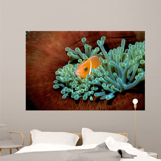 Pink Anemonefish Fiji Pacific Wall Decal