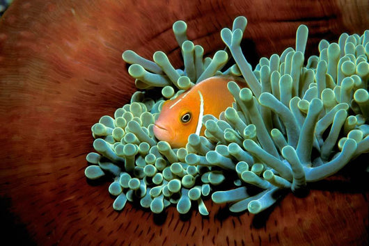 Pink Anemonefish Fiji Pacific Wall Decal