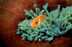 Pink Anemonefish Fiji Pacific Wall Decal