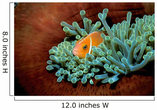 Pink Anemonefish Fiji Pacific Wall Decal