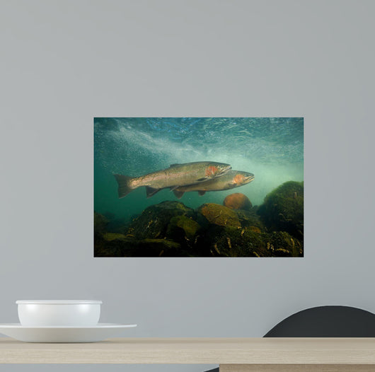 Steelhead Oncorhynchus Mykiss Wall Decal