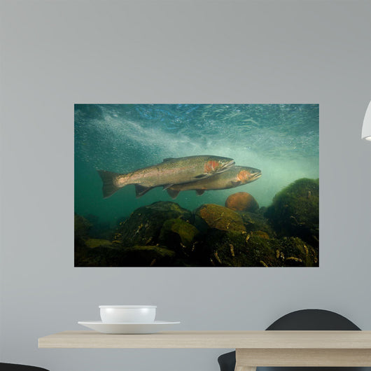 Steelhead Oncorhynchus Mykiss Wall Decal