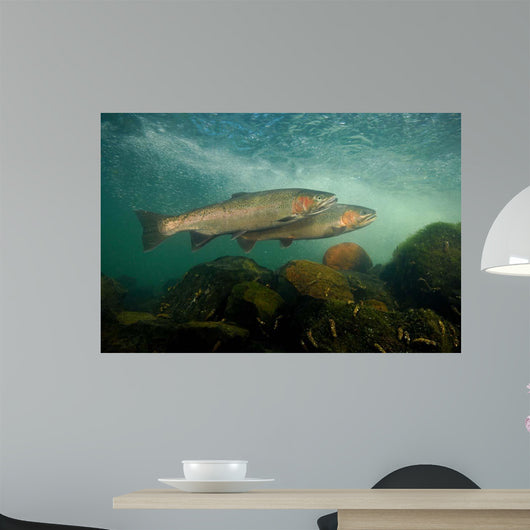Steelhead Oncorhynchus Mykiss Wall Decal