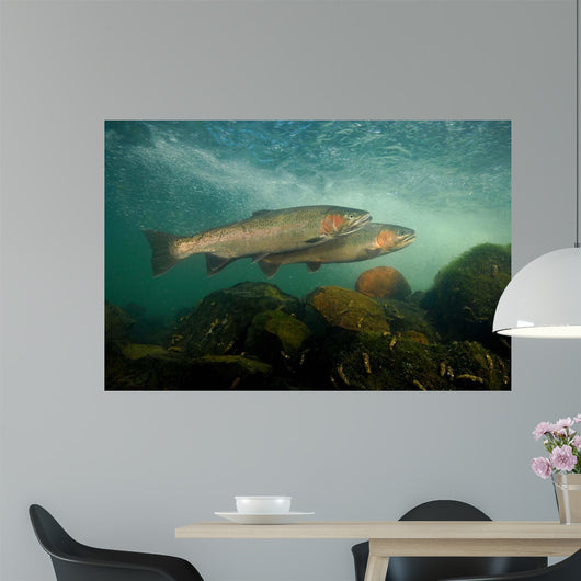 Steelhead Oncorhynchus Mykiss Wall Decal
