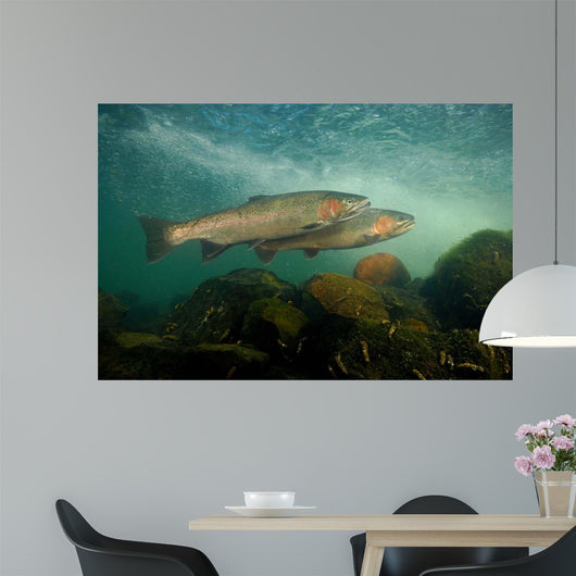 Steelhead Oncorhynchus Mykiss Wall Decal