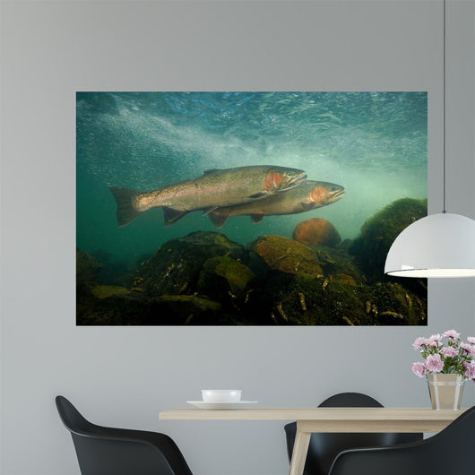 Steelhead Oncorhynchus Mykiss Wall Decal