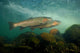 Steelhead Oncorhynchus Mykiss Wall Decal