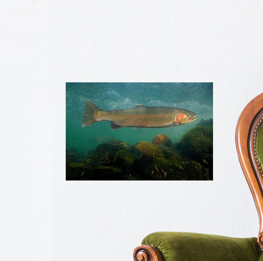 Steelhead Trout Oncorhynchus Mykiss Wall Decal