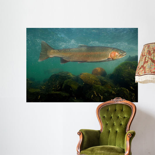 Steelhead Trout Oncorhynchus Mykiss Wall Decal