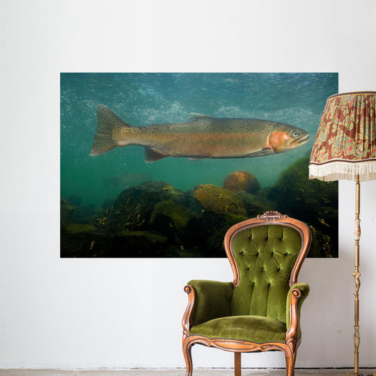 Steelhead Trout Oncorhynchus Mykiss Wall Decal