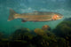 Steelhead Trout Oncorhynchus Mykiss Wall Decal