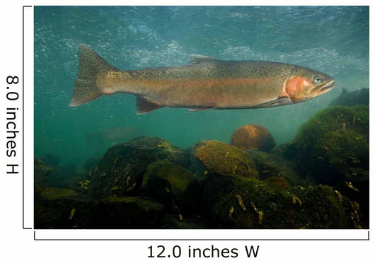 Steelhead Trout Oncorhynchus Mykiss Wall Decal