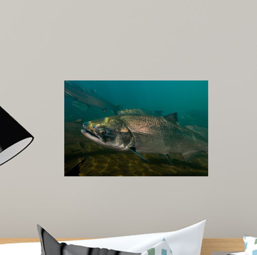 King Salmon Rogue River Wall Decal Design 4