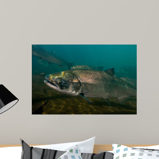 King Salmon Rogue River Wall Decal Design 4