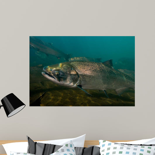 King Salmon Rogue River Wall Decal Design 4
