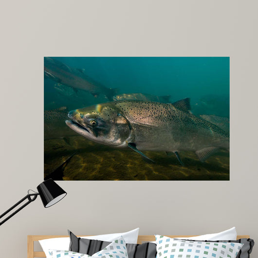 King Salmon Rogue River Wall Decal Design 4