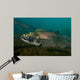 King Salmon Rogue River Wall Decal Design 4
