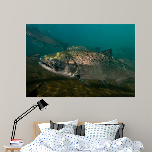 King Salmon Rogue River Wall Decal Design 4