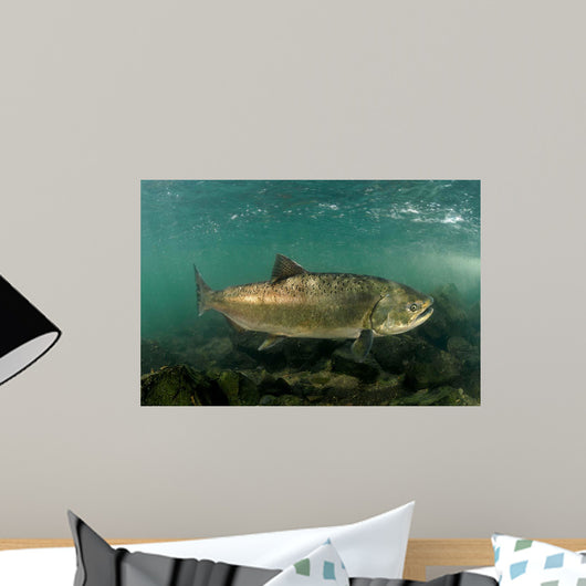 King Salmon Rogue River Wall Decal Design 3