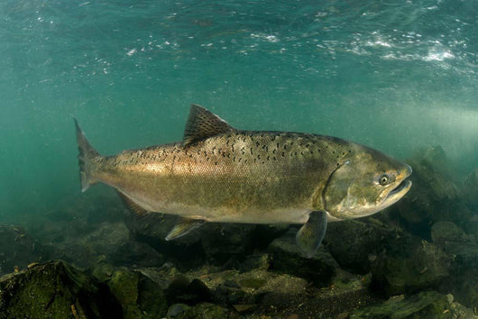King Salmon Rogue River Wall Decal Design 3