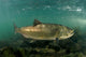 King Salmon Rogue River Wall Decal Design 3