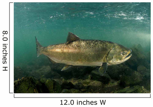 King Salmon Rogue River Wall Decal Design 3