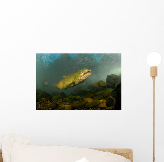King Salmon Rogue River Wall Decal Design 2