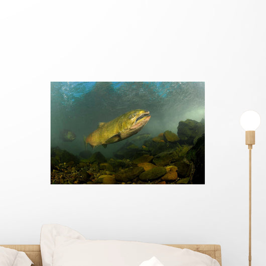 King Salmon Rogue River Wall Decal Design 2