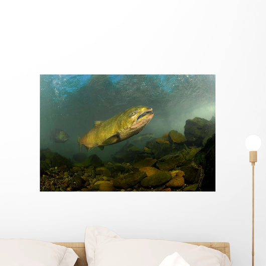 King Salmon Rogue River Wall Decal Design 2