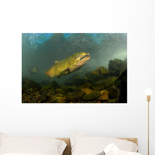 King Salmon Rogue River Wall Decal Design 2