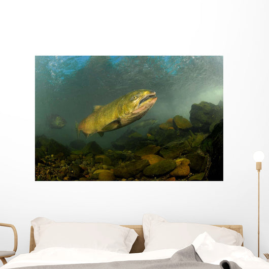 King Salmon Rogue River Wall Decal Design 2
