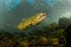King Salmon Rogue River Wall Decal Design 2
