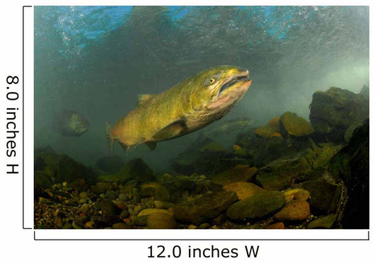 King Salmon Rogue River Wall Decal Design 2