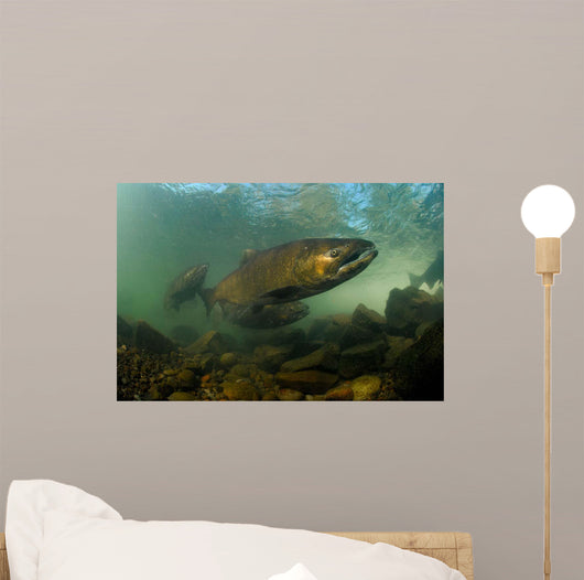 King Salmon Rogue River Wall Decal Design 1