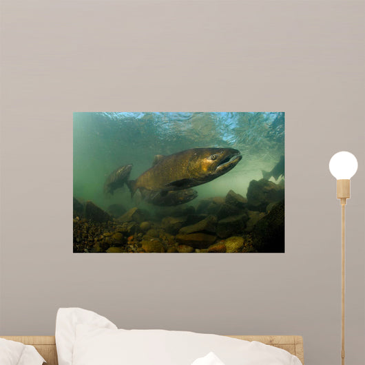 King Salmon Rogue River Wall Decal Design 1