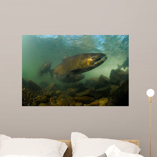King Salmon Rogue River Wall Decal Design 1