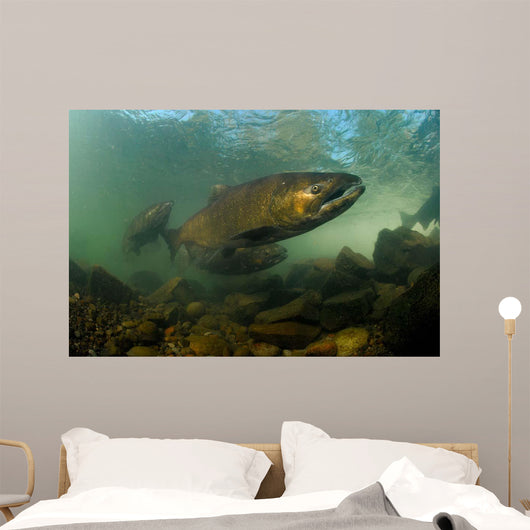 King Salmon Rogue River Wall Decal Design 1