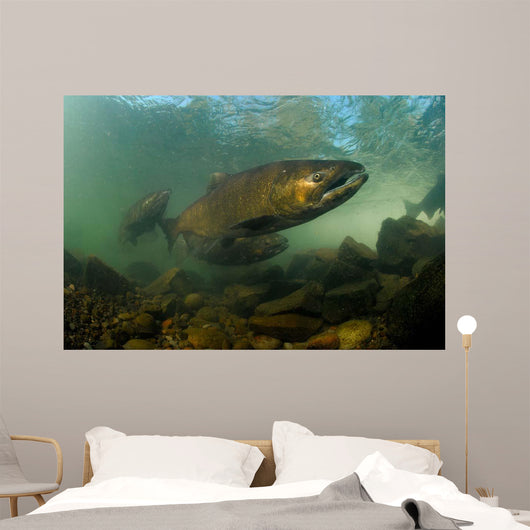 King Salmon Rogue River Wall Decal Design 1