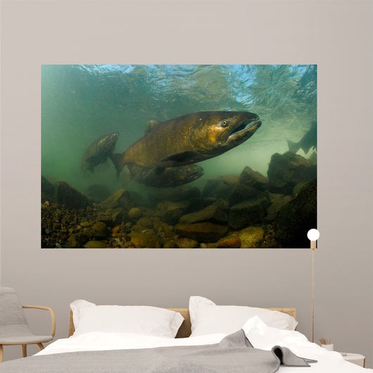 King Salmon Rogue River Wall Decal Design 1